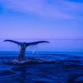 Kako kitovi pevaju?