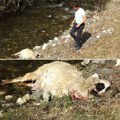 Krvavi pir pasa lutalica Upali na imanje Kovačevića, zaklali ovcu i dvoje jagnjadi