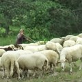 Plata od 600 evra, smeštaj i hrana! Vlasnike stada u Srbiji muči to što nema čobana, radnici stižu iz Rumunije