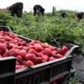 Zašto je u jablaničkom okrugu ove godine lošiji rod jagode