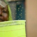 Malarija: Džibuti počeo da koristi GMO komarce u borbi protiv smrtonosne bolesti