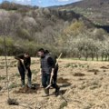 Na Kablaru niču novi zasadi “drenovke“