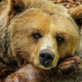 Žena u Sloveniji u kritičnom stanju nakon napada medveda