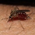 U četvrtak i petak druga akcija zaprašivanja komaraca u Čačku