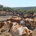 Stigle cisterne sa vodom za više od hiljadu krava i konja na Suvoj planini: Prvu pomoć poslao Niš