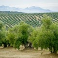 Plantaže ove biljke niču gde ne biste ni pomislili: Ratari iskoristili klimatske promene za unosan biznis