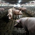 Skupštinski odbor preporučio mere pojačane kontrole područja zahvaćenih svinjskom kugom