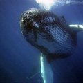 Drevni kit bi mogao da bude najteža životinja koja je ikada postojala (VIDEO)