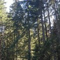Novi Zakon o šumama u CG: Opštine ostaju bez milionskih naknada