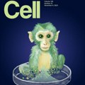 Rođen prvi himera majmun, objavili kineski naučnici