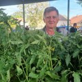 Radoslav Jocić, povrtar iz Knićanina Rasad jeftiniji nego prošle godine; Evo koji je najtraženiji
