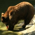 Zaleđene poslastice od sezonskog voća i povrća za stanovnike Zoo-vrta Palić