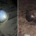 Misteriozne "svemirske lopte" isplivale na plaži: Naučnici istražuju o poreklu i opasnim hemikalijama (video)