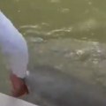 Ajkula ga izvukla iz čamca! Kamera snimila uznemiravaju momenat, zubi se pojavili iz mutne vode (video)