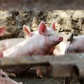 Osigurano dodatnih 7,5 milijuna eura potpore svinjogojcima