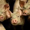 Afrička kuga svinja potvrđena u Bogatiću, eutanazirano oko 300 grla
