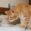 Zašto mačke ne vole vodu: Postoje 3 razloga