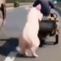 Au, šta je ovo, ljudi moji? Svinja iskočila iz kamiona u punoj brzini, ono što je usledilo prestravilo prolaznike! (video)