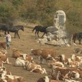 Oko hiljadu krava i 300 konja na Suvoj planini bez kapi vode: Stočari zovu „državu“ da ne daje lažna obećanja već da hitno…