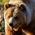 Медвед снимљен како шета улицама града код комшија, грађани забринути: Ово никако не радите ако видите звер!