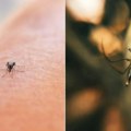 U vojvodini 25 slučajeva groznice Zapadnog Nila Među obolelima je 16 osoba muškog i devet ženskog pola iz instituta za javno…