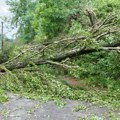 Nevreme se stuštilo na Apatin, oborilo drvo: Stablo pokidalo kablove