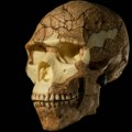 Neandertalci izvodili primitivne stomatološke zahvate: Naučnici analizirali drevni zub iz Sibira
