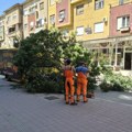 (Foto, video) Čovek vozio, odjednom mu ogromno drvo palo preko haube! Incident u strogom centru Niša: Vozač u šoku, jedva…
