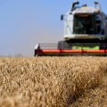 Produktna berza: pšenica drži 71 odsto prometa, poskupeli kukuruz i soja