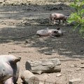 Kada se farma zatvori teško da će ikada više biti pokrenuta