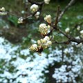 Voćari zabrinuti: Ubrzano bujanje vegetacije nije dobro, evo kako da zaštitite voćke