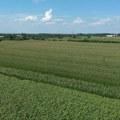 U laćaračkim atarima u toku kultivacija kukuruza