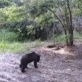Drama u Loznici! Crni Medved "prošetao" kroz selo Porušio košnice i pobegao: "Verovatno je došao sa Tare" (video)