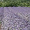 Lavanda u Deliblatu za etarska ulja i turiste