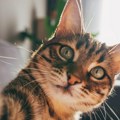 Lek protiv demencije možda se krije u mačkama - evo i zašto