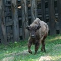 Bizon pobegao iz Nacionalnog parka Fruška gora: Stručnjaci tragaju za njim, a građanima se savetuje da mu ne prilaze