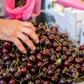 "Teško nas pljačkaju": Cena trešanja otišla u nebo, skoro 2.500 dinara kod komšija