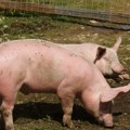 Afrička kuga i u Mačvanskom okrugu, do sada usmrćeno 26.000 zaraženih svinja