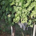 Beru se vinogradi u srpskoj toskani Oplenačka berba slavi vino i grožđe duže od pola veka (Foto)