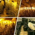 Otkrivena velika laboratorija marihuane u Subotici: Uhapšeno sedam članova kriminalne grupe, osmi u bekstvu
