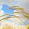 Ekstremne promene temperatura ne pogoduju pšenici (AUDIO)