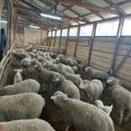 Primer opštine Preševo i Bujanovca pokazuje da od uzgoja ovaca može dobro da se zaradi