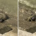 Šok snimak sa Zemunskog keja: Zmija u plićaku davi čudnu ribu, sad je otkriveno i koju