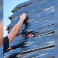 Kupovali su beton, a onda čuli čudan zvuk među paletama (VIDEO)