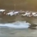 Pojavio se novi snimak gaženja dece na Tamišu: "Okrenuo se i vratio da ih gazi" (uznemirujuće)