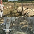 Žega pravi velike probleme stočarima Dragan iz čačanskog sela Mršinci teško izdržava, a ovako brine o kozama i ovcama tokom…