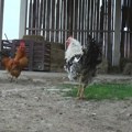 Ovo je najstabilniji biznis u Srbiji: Država pomaže - ali moraju da se UPRLJAJU RUKE