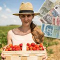 Ovo su najplaćeniji sezonski poslovi u Srbiji: Zarada ide i do 2.000 evra