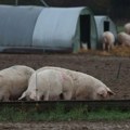 U Srbiji 36.101 svinja uginula zbog afričke kuge