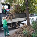 Početkom novembra sadnja novog drveća u Novom Sadu